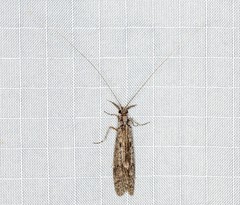 Triplectidinae