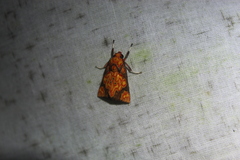 Melese flavimaculata