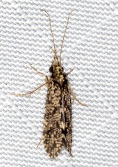 Ecnomidae