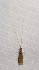 Triplectidinae