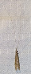 Triplectidinae