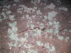 Liasis olivaceus olivaceus