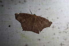 Paragonia cruraria
