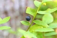 Vaccinium alaskaense