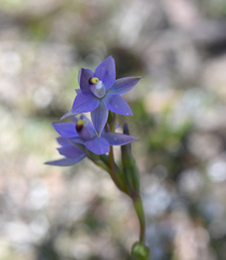 Thelymitra nuda