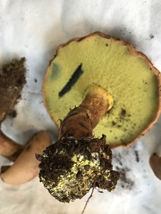 Buchwaldoboletus xylophilus