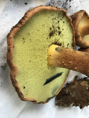 Buchwaldoboletus xylophilus