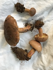Buchwaldoboletus xylophilus