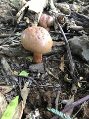 Buchwaldoboletus xylophilus