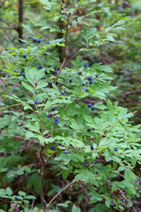Vaccinium alaskaense