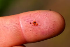 Vaccinium alaskaense
