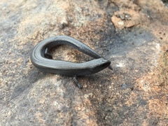 Hemiergis decresiensis