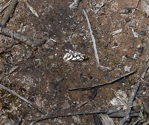 Marionella observed 2020-11-02