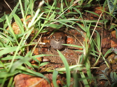 Uperoleia trachyderma