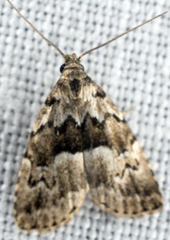 Dyspyralis illocata
