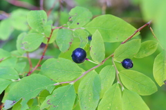 Vaccinium alaskaense