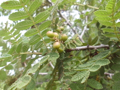 Bursera copallifera