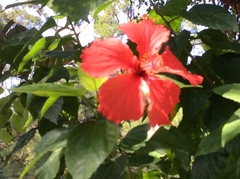 Hibiscus × archeri