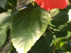 Hibiscus × archeri