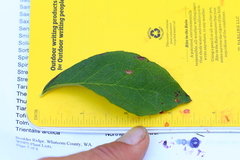 Vaccinium alaskaense