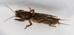Gryllotalpa monanka