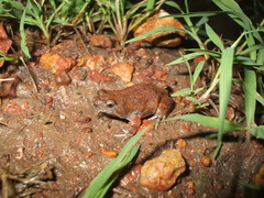 Uperoleia trachyderma