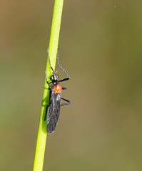 Plecia dimidiata