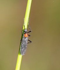 Plecia dimidiata