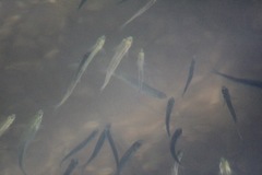 Atherinops affinis