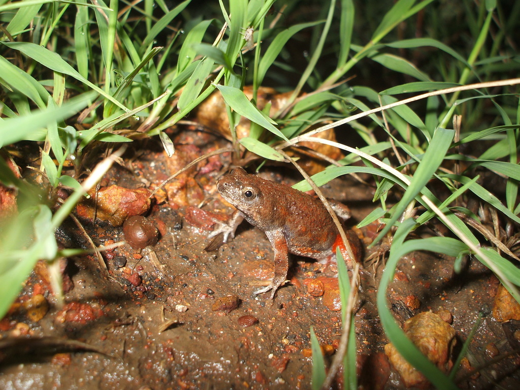 Blacksoil Toadlet