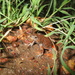 Blacksoil Toadlet - Photo (c) Ralph Foster, some rights reserved (CC BY-NC), uploaded by Ralph Foster