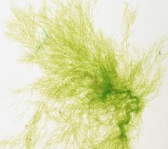 Cladophora glomerata