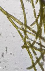 Cladophora glomerata