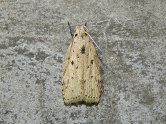 Scythropiodes