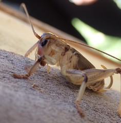 Paragryllacris combusta