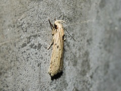 Scythropiodes