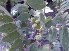 Bursera submoniliformis