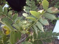Bursera submoniliformis