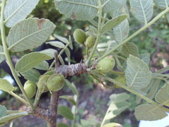 Bursera submoniliformis