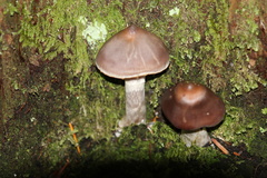 Cortinarius brunneus