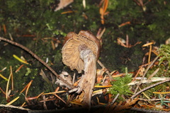 Cortinarius brunneus