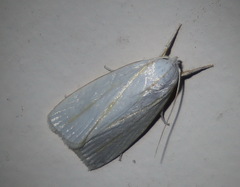 Cryptophasa flavolineata