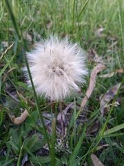 Chaptalia arechavaletae