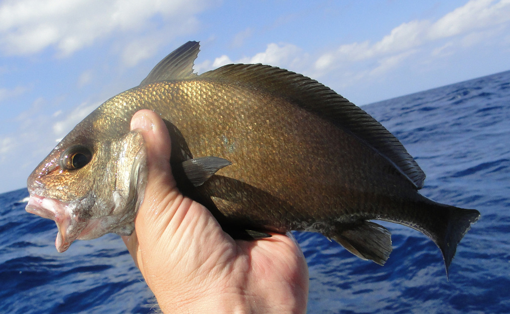 Blackbar Drum