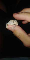 Hemidactylus frenatus