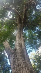 Mimusops obtusifolia