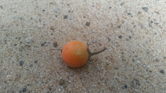 Mimusops obtusifolia