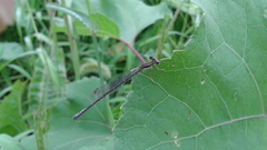 Platycnemis phyllopoda