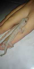 Hemidactylus frenatus