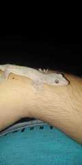 Hemidactylus frenatus